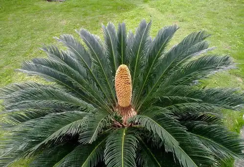 农村一种植物,10年不开花,盆栽盆景很漂亮,农民很喜欢种植 农村一种植物,10年不开花,盆栽盆景很漂亮,农民很喜欢种植