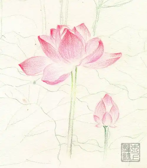  彩铅夏日荷花