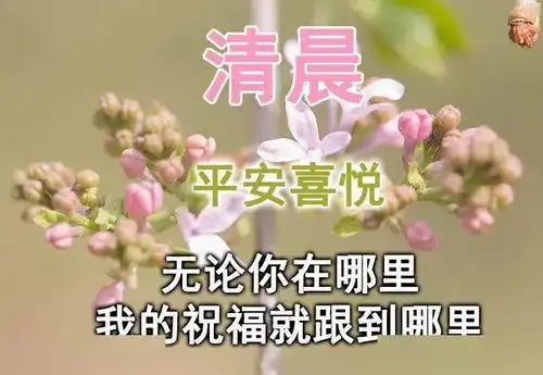  8张最新微信群发很火的早上好动态漂亮鲜花图片,清晨暖心早安问候语图片鲜花带字温馨