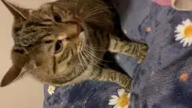 一直认真观察瞪人睡觉的肥猪猪