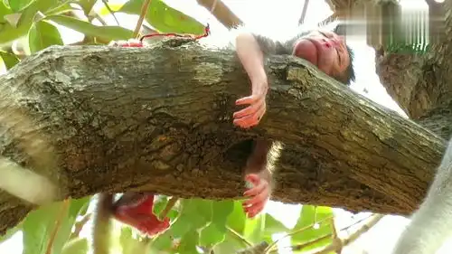 猴妈妈让新生猴儿独自在树上睡觉,小猴子的命真大  猴妈妈让新生猴儿独自在树上睡觉,小猴子的命真大
