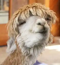  网友晒羊驼各种搞怪照片萌一脸