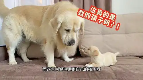  金毛意外当爹,当它见到儿子那一刻,金毛的反应既可爱又搞笑