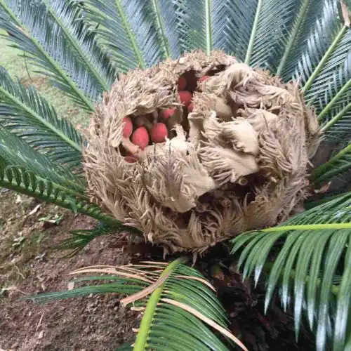 窗户边养盆镇宅花,防盗保平安,小偷进不来 窗户边养盆镇宅花,防盗保平安,小偷进不来