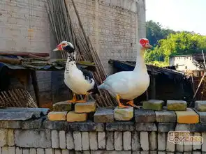  岑溪趣事黄华河畔乡村的两只有趣鸭子