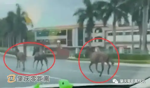 肇庆西江大桥附近,几匹马在一路奔驰