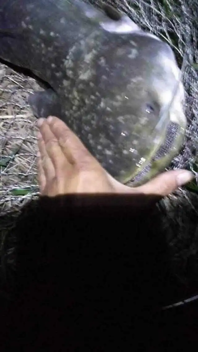  晚上钓鱼碰到四须鲶鱼,10几斤舍不得吃直接卖了
