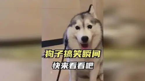  狗子的搞笑瞬间,看见这些狗狗,就能开心一整天