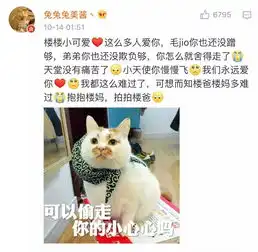  来不及告别,这只8岁的表情包回喵星了