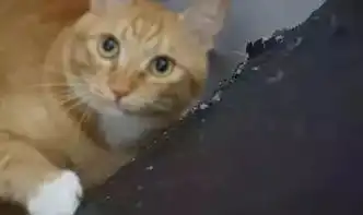  养猫就像吸毒,真的停不下来