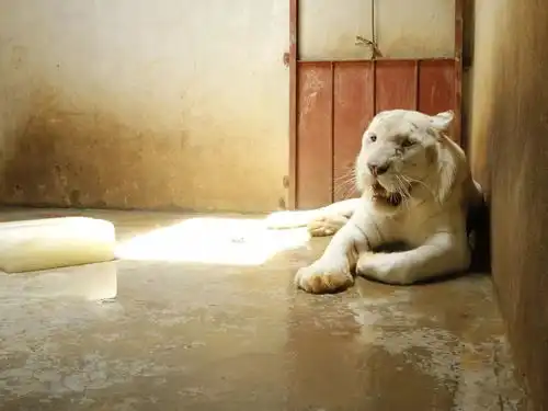  热skr了夏日如何降温动物都比我们会避暑