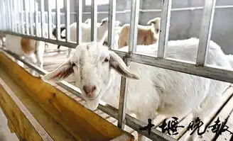 郧西马头羊一年创造4亿财富 郧西马头羊一年创造4亿财富