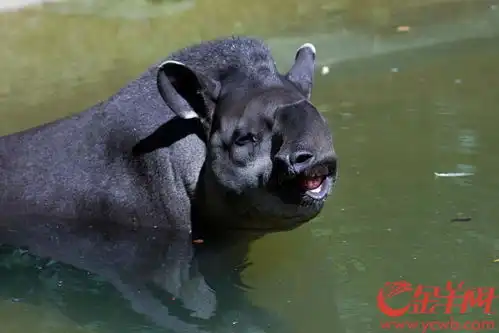  欢度炎炎盛夏,动物花式避暑有妙招