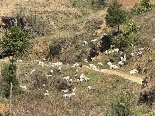 十堰郧西县土门镇马头羊驮起乡村振兴梦 十堰郧西县土门镇马头羊驮起乡村振兴梦