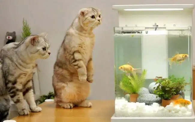 猫咪围观鱼缸中的鱼,一不小心掉下去一只,网友你可长点心吧  猫咪围观鱼缸中的鱼,一不小心掉下去一只,网友你可长点心吧