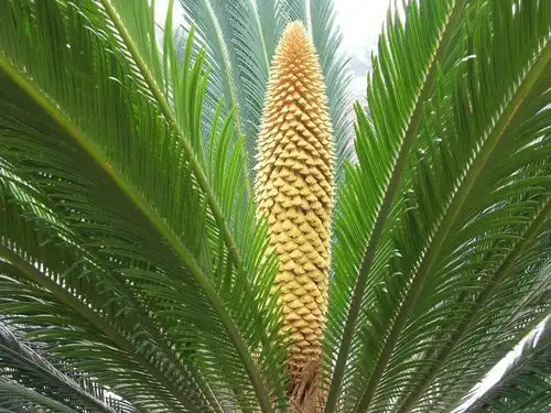  农村种植的铁树开花了,这是怎么回事铁树开花对人有影响吗