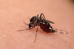  蚊子为什么总爱叮咬人呢它有偏爱的血型吗