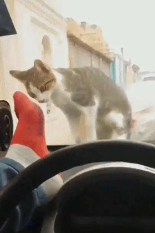 发红包gif图片搞笑图片gif
