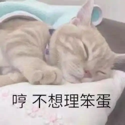  女友生气撒娇猫咪表情包不要你管,我生气了,绝交5分钟