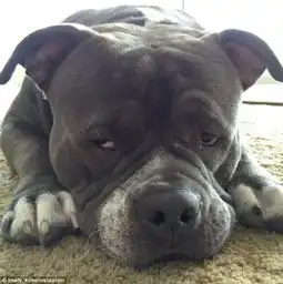  斗牛犬面露悲哀撅嘴卖萌化身走红网络组图