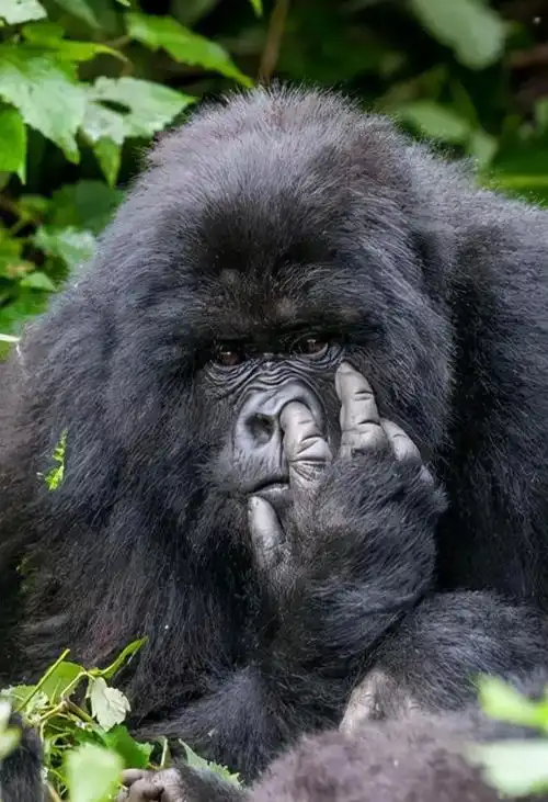 年度搞笑野生动物摄影大赛作品欣赏之一  年度搞笑野生动物摄影大赛作品欣赏之一