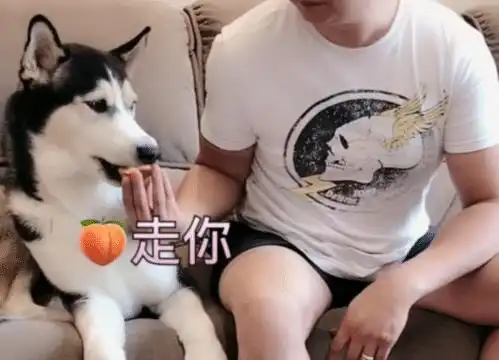  水果太酸想看下哈士奇反应,结果让人爆笑,狗这是坑狗呀