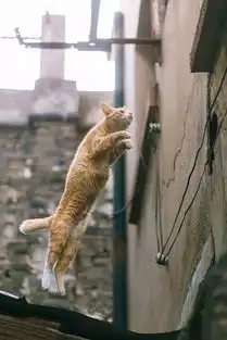 photo丨用五年时间走遍街头,拍下近20000张猫片,每个看过的人都爱上了  photo丨用五年时间走遍街头,拍下近20000张猫片,每个看过的人都爱上了