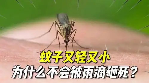  蚊子又轻又小,为什么不会被雨滴砸死有什么原因