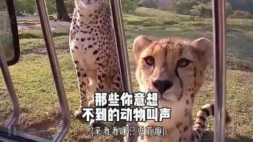  那些你意想不到的动物叫声,来看看哪只更有趣动物叫声猎豹