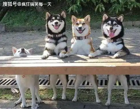  搞笑gif趣图看到这一幕,妹子的心里都崩溃了吧