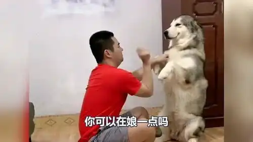 搞笑集锦这难道就是砖头名称的由来吗  搞笑集锦这难道就是砖头名称的由来吗