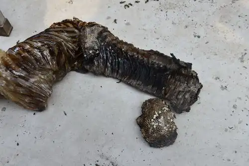 安徽马蜂安家油烟机管道上下翻飞吓晕老太  安徽马蜂安家油烟机管道上下翻飞吓晕老太