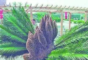 铁树开结果又开花 铁树开结果又开花