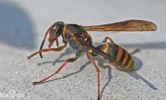 二战期间最搞笑的5件武器,大象机枪兵很奇特  二战期间最搞笑的5件武器,大象机枪兵很奇特