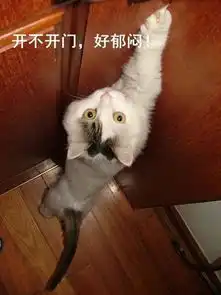  太好笑了买来玩偶给猫咪作伴,隔天猫主子的姿势就和玩偶同步了