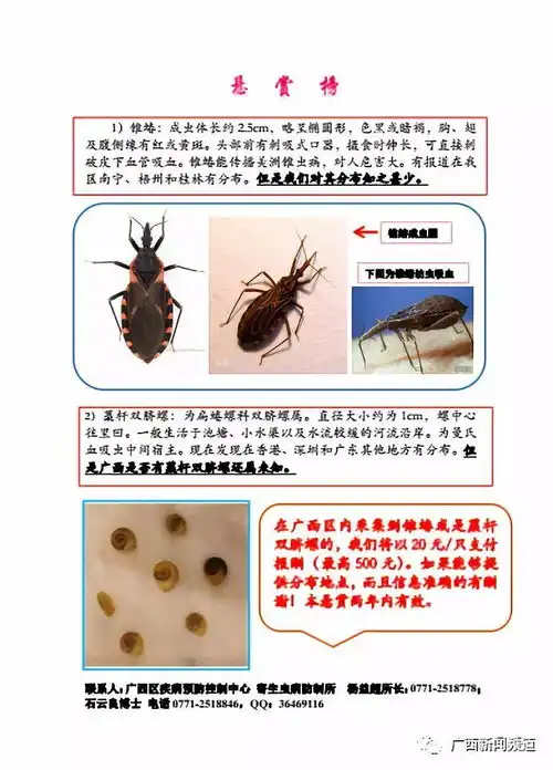  这只被通缉的锥蝽能传播新型艾滋病广西悬赏20元一只