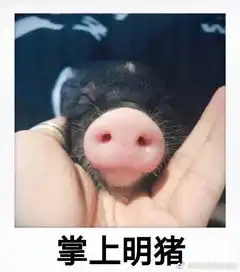  井柏然直播养猪,还和它一块睡觉,粉丝感慨人不如猪