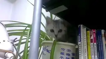 萌猫咪搞笑动态图片起床
