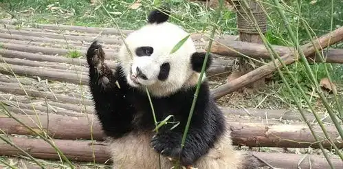  熊猫正在荡秋千玩,一转身看到很多人在看它,下一秒憋住别笑