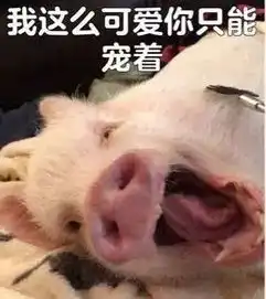  又一波小猪猪表情包