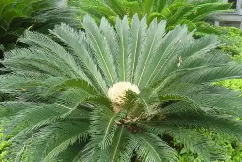  地球上最孤独的树,全球仅剩下1棵,127年来都在孤独等待伴侣