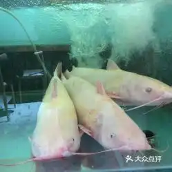  小俩口汉中鱼庄钟楼店的麻辣江团好不好吃用户评价口味怎么样西安美食麻辣江团实拍图片大众点评