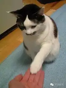  爆笑猫咪图片集锦,哈哈哈哈