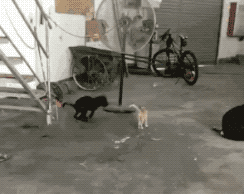 喵星人搞笑动图gif  喵星人搞笑动图gif
