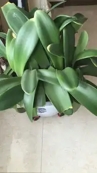 宽叶子不开花叶子上毛茸茸的植物叫什么名字有照片,懂花的高手麻烦告诉我 宽叶子不开花叶子上毛茸茸的植物叫什么名字有照片,懂花的高手麻烦告诉我