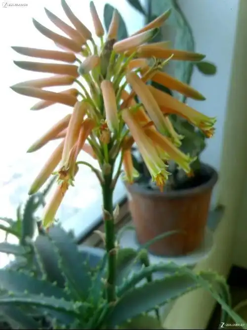 铁树开花图片搞笑痘痘