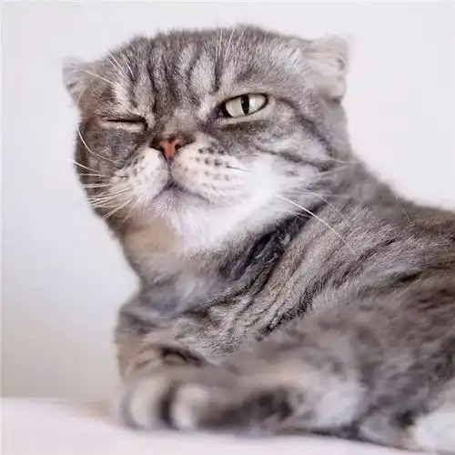  伴侣趣世界社会你猫哥,人狠话不多