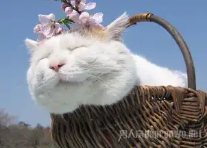 看猫咪界的老奶奶仍是小公举一枚  看猫咪界的老奶奶仍是小公举一枚