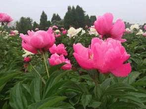  金堂花田广兴芍药节,一起徜徉在情花花海