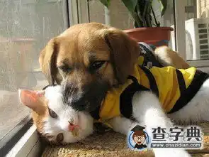  被二汪那霸道总裁的气质所震撼